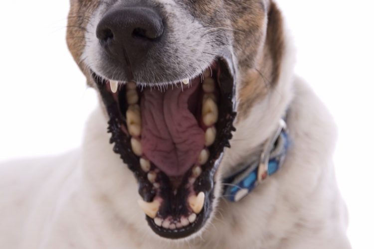 Zahnstein beim Hund und was du dagegen tun kannst! Gesunde Tiere