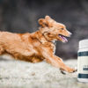 Petlab Joint Care Produktbild, laufender Hund, Golden Retriever