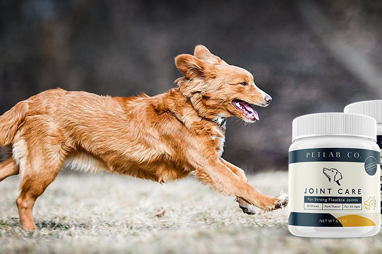 Petlab Joint Care Produktbild, laufender Hund, Golden Retriever