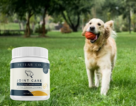 Petlab Joint Care, Hund mit Ball, Golden Retriever