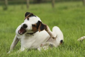 Flöhe beim Hund