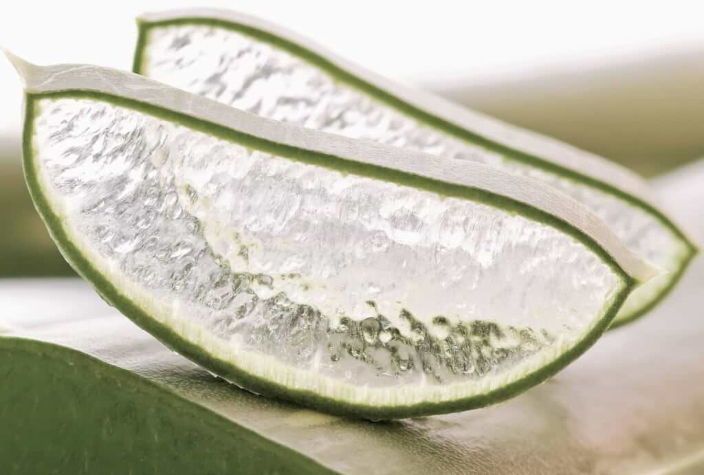 Aloe Vera