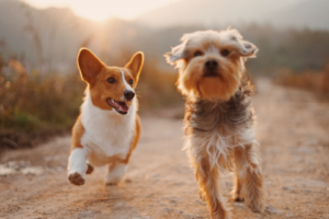 happy dogs