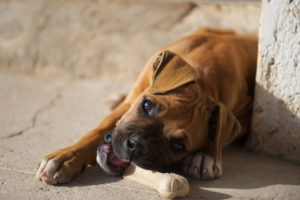 Hund mit Kausnack