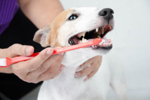 Hund mit Zahnbürste im Maul