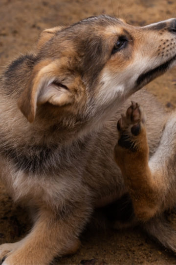 Hund hat juckreiz