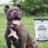 Hund neben Premium vital complex